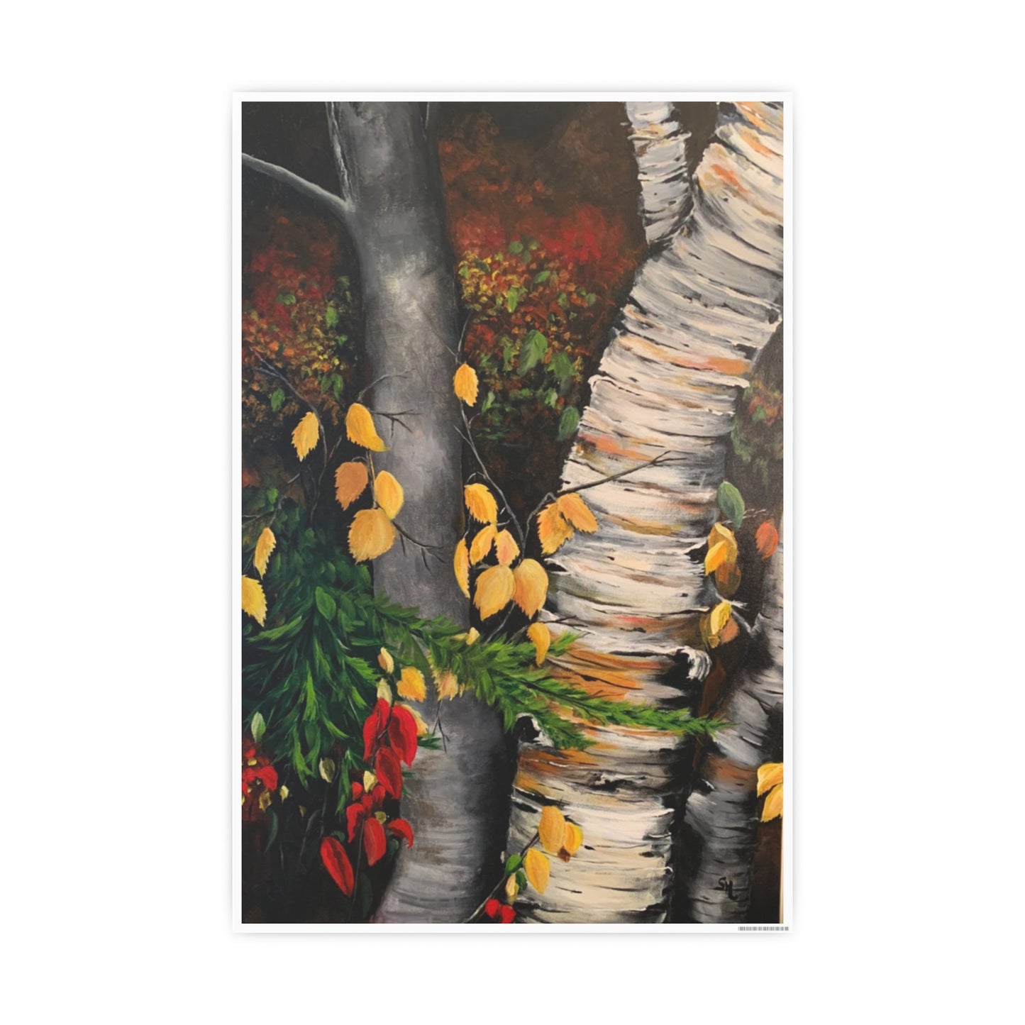 Birch and Elm in Muskoka – Print